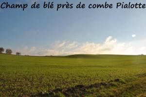 Champ de blé près de Combe Pialotte